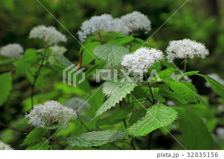 コアジサイの花　奥武蔵・横手 32835156