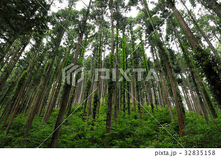 明るい植林地　奥武蔵・横手 32835158