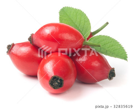rose hip berry with leaf isolated on white rose hip berry with leaf isolated on white 32835619