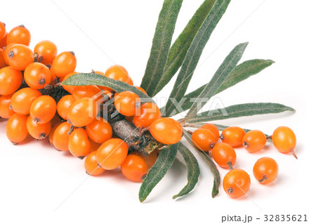 Sea buckthorn branch with leaves isolated on white Sea buckthorn branch with leaves isolated on white 32835621