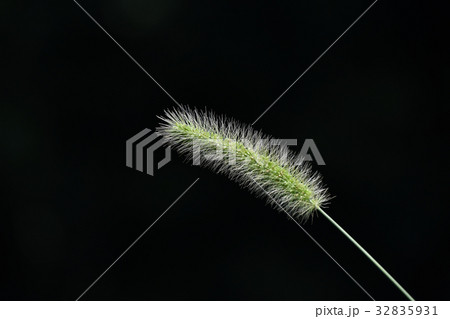 ネコジャラシ 32835931