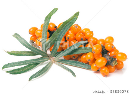 Sea buckthorn branch with leaves isolated on white Sea buckthorn branch with leaves isolated on white 32836078