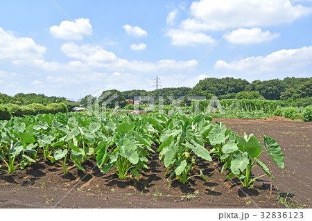 サトイモ畑 32836123