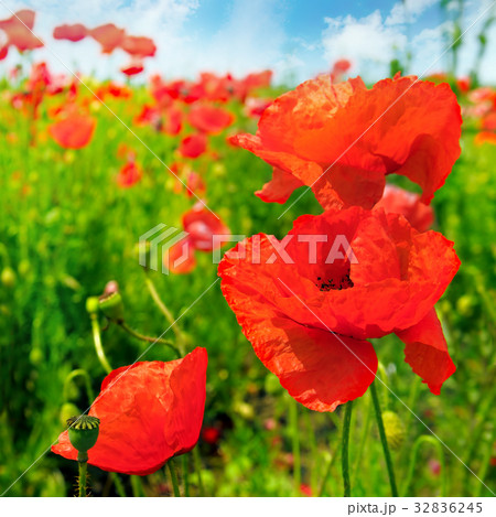 Field with scarlet poppies. Field with scarlet poppies. 32836245