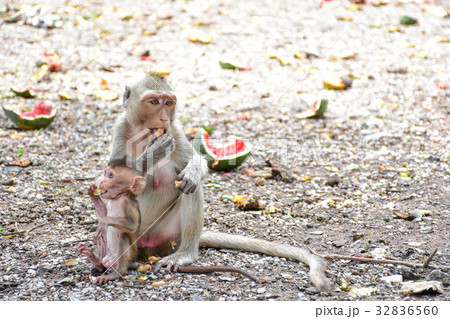 monkey mother and baby eat peanut bean  32836560