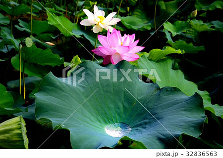 ハスの花 32836563