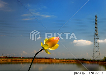 ハスの花 32836564