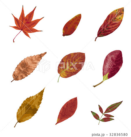 紅葉3 32836580