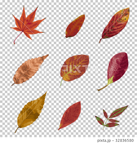紅葉3 32836580