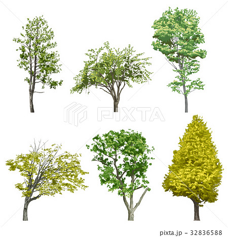 樹木1 32836588