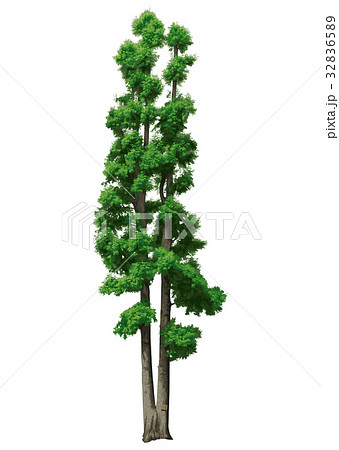 メタセコイア 32836589