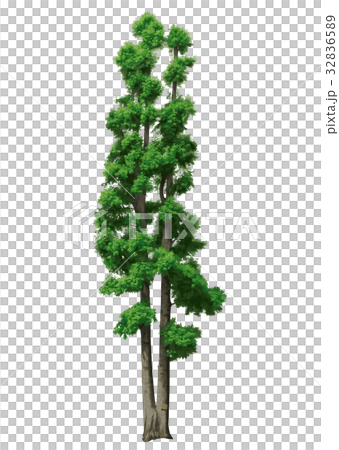 メタセコイア 32836589