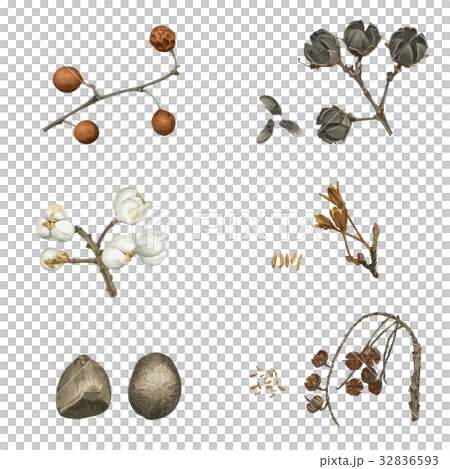 冬季種子2 32836593