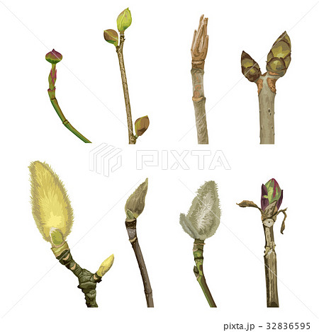 新芽2 新芽2 32836595