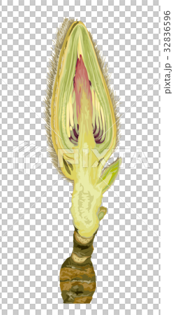 木蘭射擊橫斷面 32836596