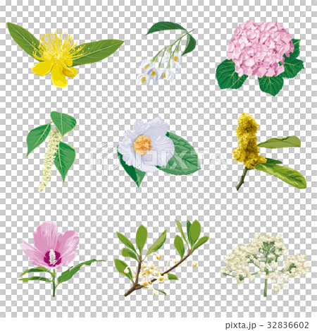 Flower 4 32836602