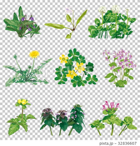 Wildflower 1 Wildflower 1 32836607
