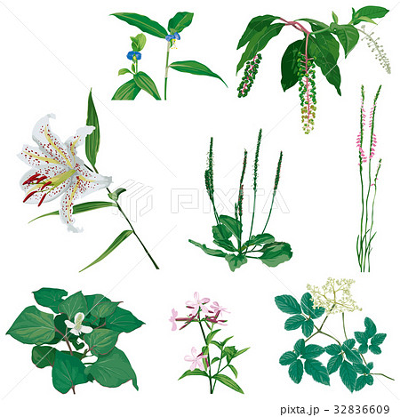 野花3のイラスト素材