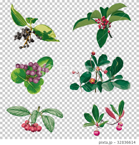 Autumn fruit 2 32836614