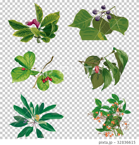 Autumn fruit 3 32836615