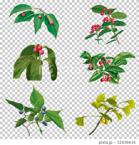 Autumn fruit 4 32836616