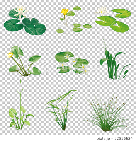 水生植物2 32836624
