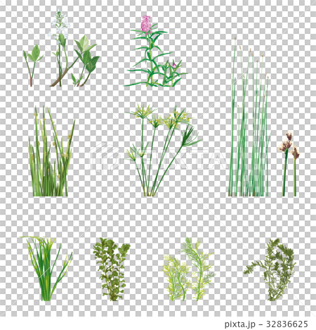 水生植物3 32836625