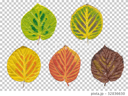 Autumn leaves 32836630