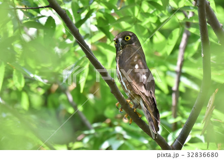 【野鳥】枝に留まるアオバズク 32836680