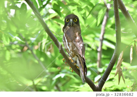 【野鳥】枝に留まるアオバズク 【野鳥】枝に留まるアオバズク 32836682