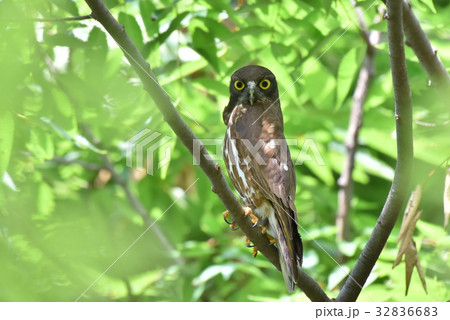 【野鳥】枝に留まるアオバズク 32836683