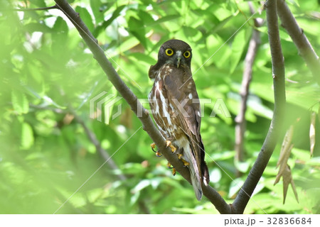【野鳥】枝に留まるアオバズク 32836684