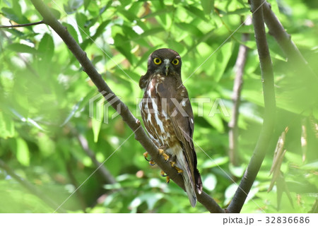 【野鳥】枝に留まるアオバズク 32836686