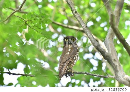 【野鳥】枝に留まるアオバズク 32836700