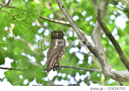 【野鳥】枝に留まるアオバズク 32836701