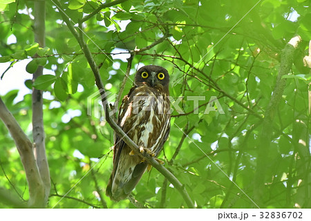 【野鳥】枝に留まるアオバズク 32836702
