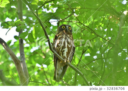 【野鳥】枝に留まるアオバズク 【野鳥】枝に留まるアオバズク 32836706
