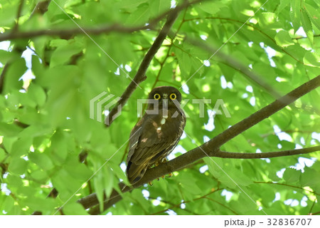 【野鳥】枝に留まるアオバズク 【野鳥】枝に留まるアオバズク 32836707
