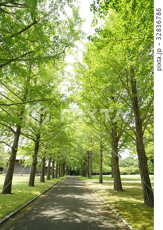 茨城県立歴史館　銀杏並木 32836786