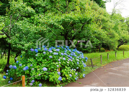 郷土の森公園の梅林と紫陽花 32836839