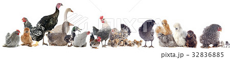 group of poultry group of poultry 32836885
