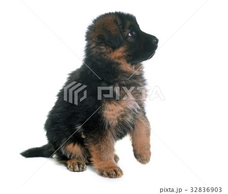 puppy german shepherd puppy german shepherd 32836903