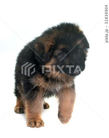 puppy german shepherd 32836904
