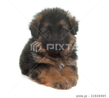 puppy german shepherd puppy german shepherd 32836905