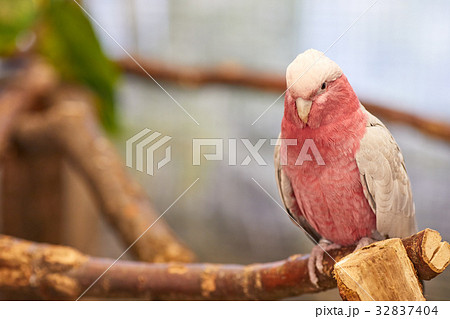 Galah cockatoo , Pink parrot 32837404