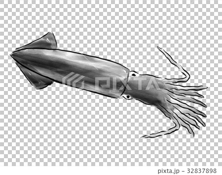 Squid <Seafood of ink painting> 32837898