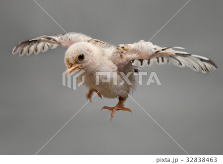 bird bird 32838463
