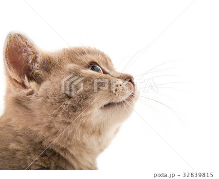 kitten 32839815