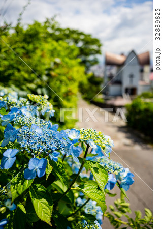チャチャ登りの紫陽花と函館聖ヨハネ教会 32839825