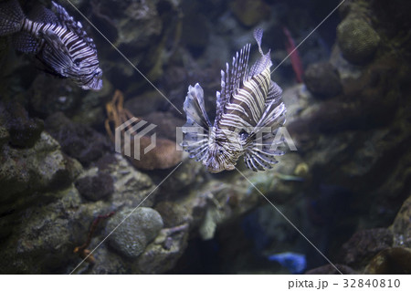 Lionfish. Selective focus. Lionfish. Selective focus. 32840810